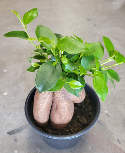 6" Ficus Gensing